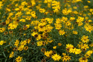 Beautiful Yellow Daisies