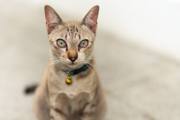Tabby cat of cream color sits having a golden bell on her neck in the white background. She is a dweller of a peaceful Buddhist temple (Wat Pathum Wanaram) in the middle of busy downtown of Bangkok.