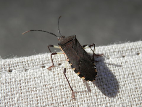 布の端にとまるキバラヘリカメムシ(宮城県)