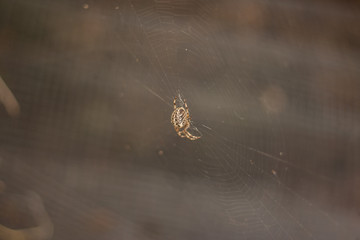 Spider in centre of web