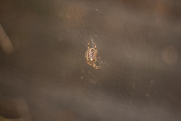 Spider in web