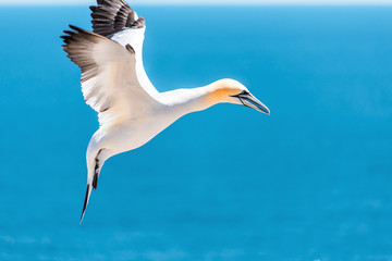 Closeup of one isolated white Gannet bird searching for partner by blue ocean bay on Bonaventure Island in Perce, Quebec, Canada by Gaspesie, Gaspe region looking down, landing