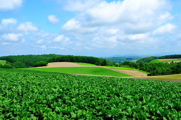 Fototapeta na wymiar Hill of Biei Hokkaido in the summer