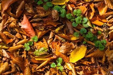 Autumn.