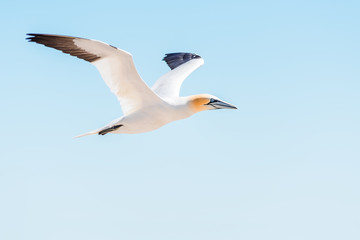 Fototapeta na wymiar Closeup of one isolated white Gannet bird searching for partner by blue ocean bay on Bonaventure Island in Perce, Quebec, Canada by Gaspesie, Gaspe region