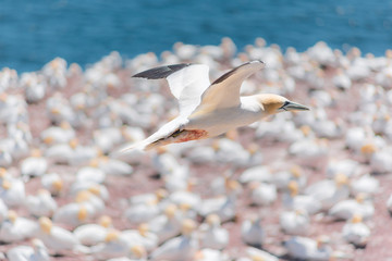 Closeup of one bloodied bloody white Gannet bird searching for partner by blue ocean bay with red...
