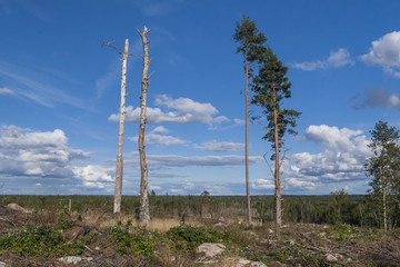 Obraz premium A typical example of the Swedish forestry system