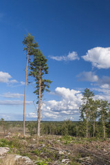 A typical example of the Swedish forestry system