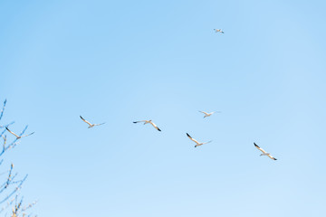 Flying gannet birds isolated against blue sky in Perce, Gaspesie, Gaspe region of Quebec, Canada by Bonaventure Island