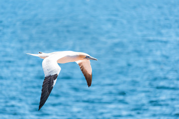 Closeup of one isolated white Gannet bird carrying nesting material grass and twigs on Bonaventure Island in Perce, Quebec, Canada by Gaspesie, Gaspe region