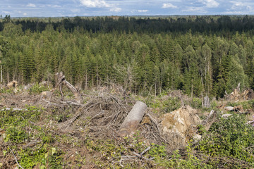 An example of intensive forestry 