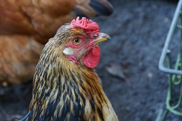 голова большой серой курицы в курятнике