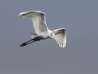 Fototapeta premium Great Egret in Flight on Blue Sky