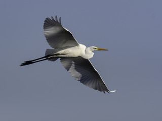 Great Egret in Flight on Blue Sky