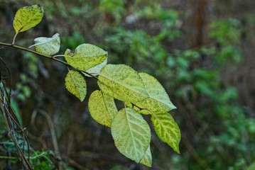 тонкая ветка с зелёными и жёлтыми листьями на дереве в осеннем саду