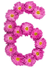 Arabic numeral 6, six, from flowers of chrysanthemum, isolated on white background