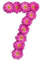 Arabic numeral 7, seven, from flowers of chrysanthemum, isolated on white background