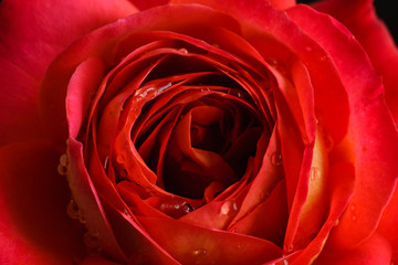 rose flower closeup