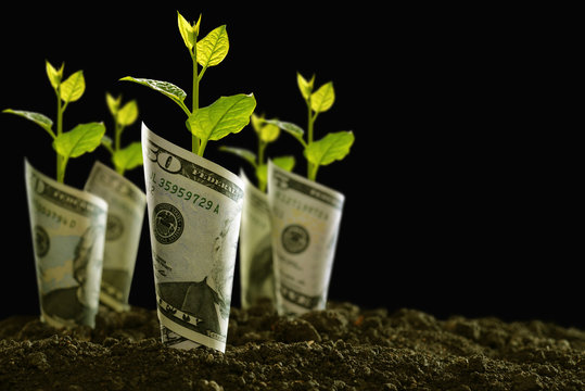 Image of bank notes rolled around plants on soil for business, saving, growth, economic concept on black background