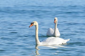 Two swan on turquoise water