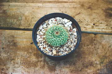 cactus in wood table background