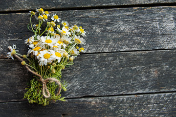 Obraz premium Chamomile or daisy flowers 