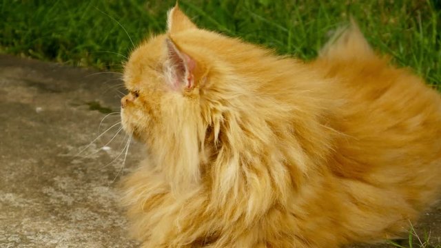 4k of Persian cat on green grass