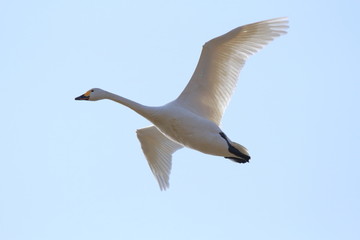 飛ぶ白鳥　Swan flying	