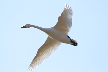 飛ぶ白鳥　Swan flying	