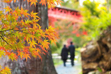 紅葉する木々、二人で寄り添い歩く道のり