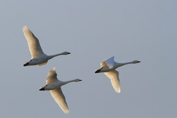 飛ぶ白鳥　Swan flying	
