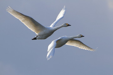 飛ぶ白鳥　Swan flying	