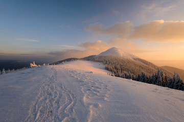 Dramatic wintry scene with snowy trees.