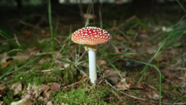 DEFOCUSED TRACK-IN, CLOSE UP: Beautiful red mushroom amanita muscaria growing deep in autumn woods. Poisonous mushroom on mossy forest ground in fall. Big coral red mushroom on sunny autumn day.