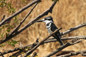 Pied kingfisher ready at a moments notice to get that fish.