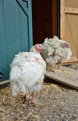 Fat live turkeys on a farm