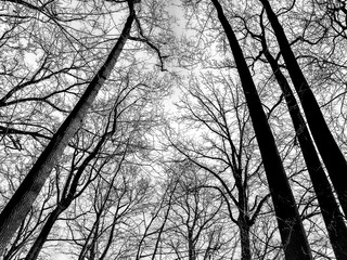 black and white trees in winter