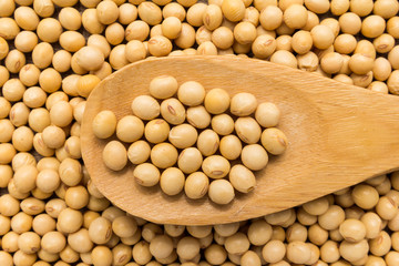Soybean legume. Grains in wooden spoon. Close up.
