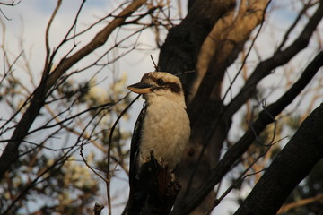 Kookaburra waiting and watching.