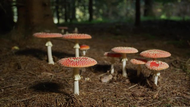 Slow motion close up group of red poisonous mushrooms growing wild under a tree deep in the autumn forest