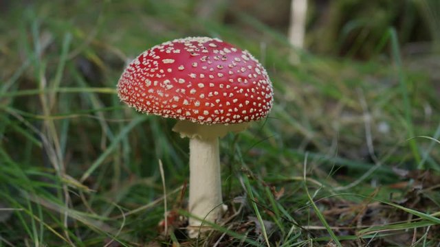 SLOW MOTION CLOSE UP Beautiful red mushroom amantia muscaria growing in nature on a grassy floor. Coral fly-agaric fungi wildly sprouting in a meadow. Big red poisonous mushroom on sunny autumn day.
