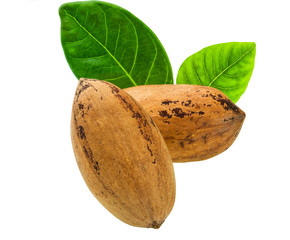 Two pecan  nuts with green leaves isolated on white.
