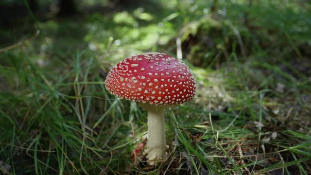 SLOW MOTION CLOSE UP Beautiful red mushroom amantia muscaria growing in nature on a grassy floor. Coral fly-agaric fungi wildly sprouting in a meadow. Big red poisonous mushroom on sunny autumn day.