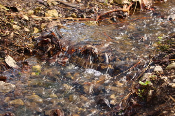 Tiny Stream Slightly Red Tinted