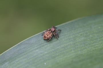 araña