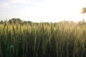 Wheat Sunset