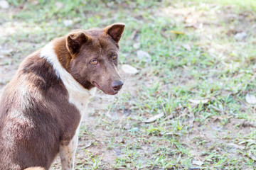 dog turn around ingarden