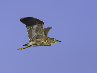 Juvenile Black-crowned Night Heron Flying Against Blue Sky
