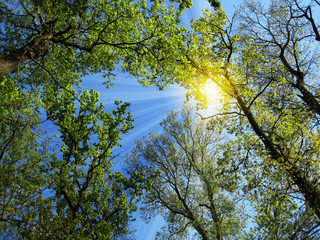 Sun in treetop