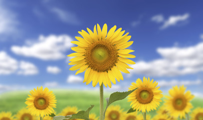  Yellow sunflower on blurry blue sky background